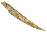 Fossil Shark (Hybodus) Dorsal Spine - Kem Kem Beds, Morocco #267698-1